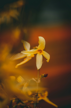 Summer Jasmine 50ml Perfume Oil Rollerball