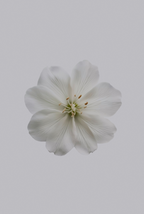 Fresh Jasmine 180 ml Reed Diffuser