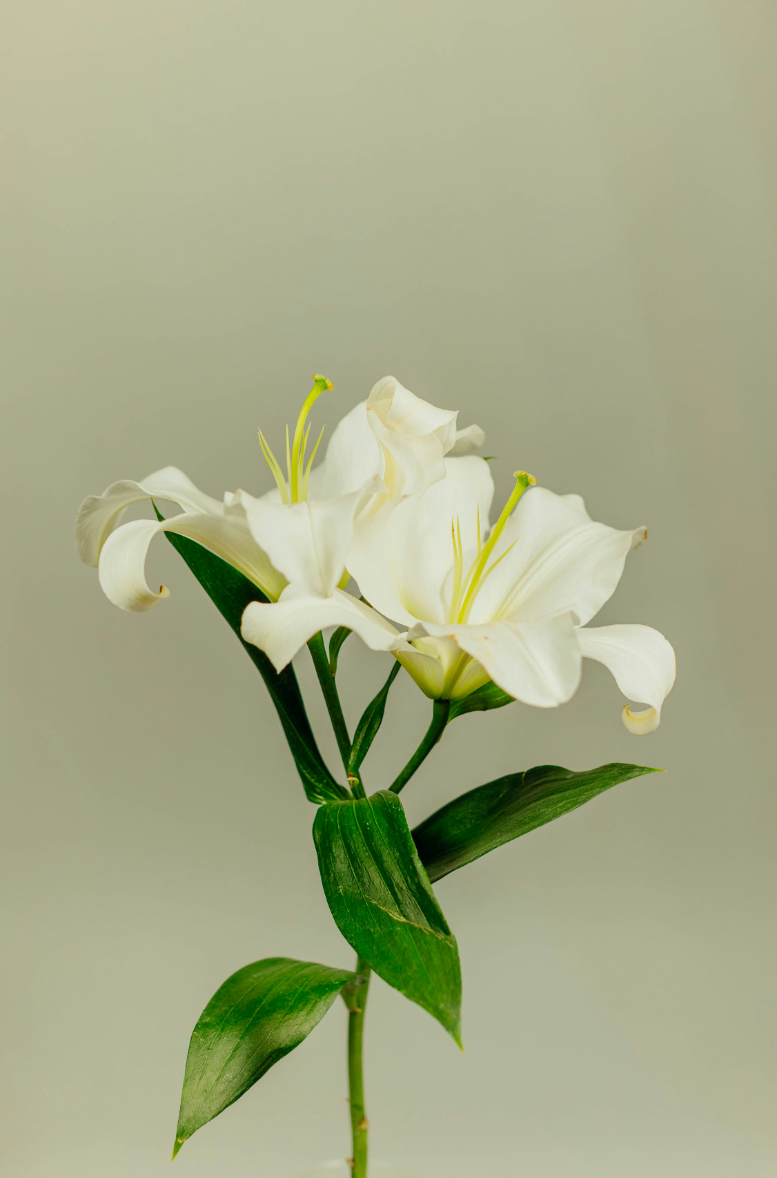 Gardenia 95 ml Room Spray