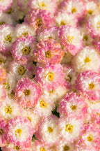 Exploratory Perfume Oil Rollerball Set- Eternal Bloom Collection
