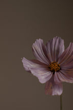 Violet Sandalwood 50ml Perfume Oil Dropper
