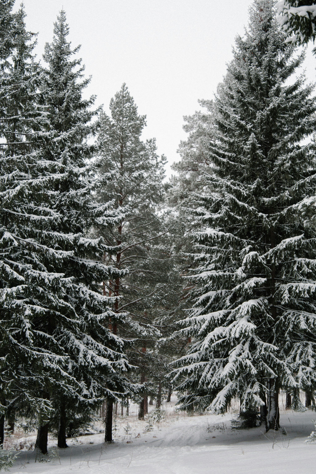 Winter Pine 120 ml Reed Diffuser