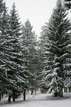 Winter Pine 120 ml Reed Diffuser