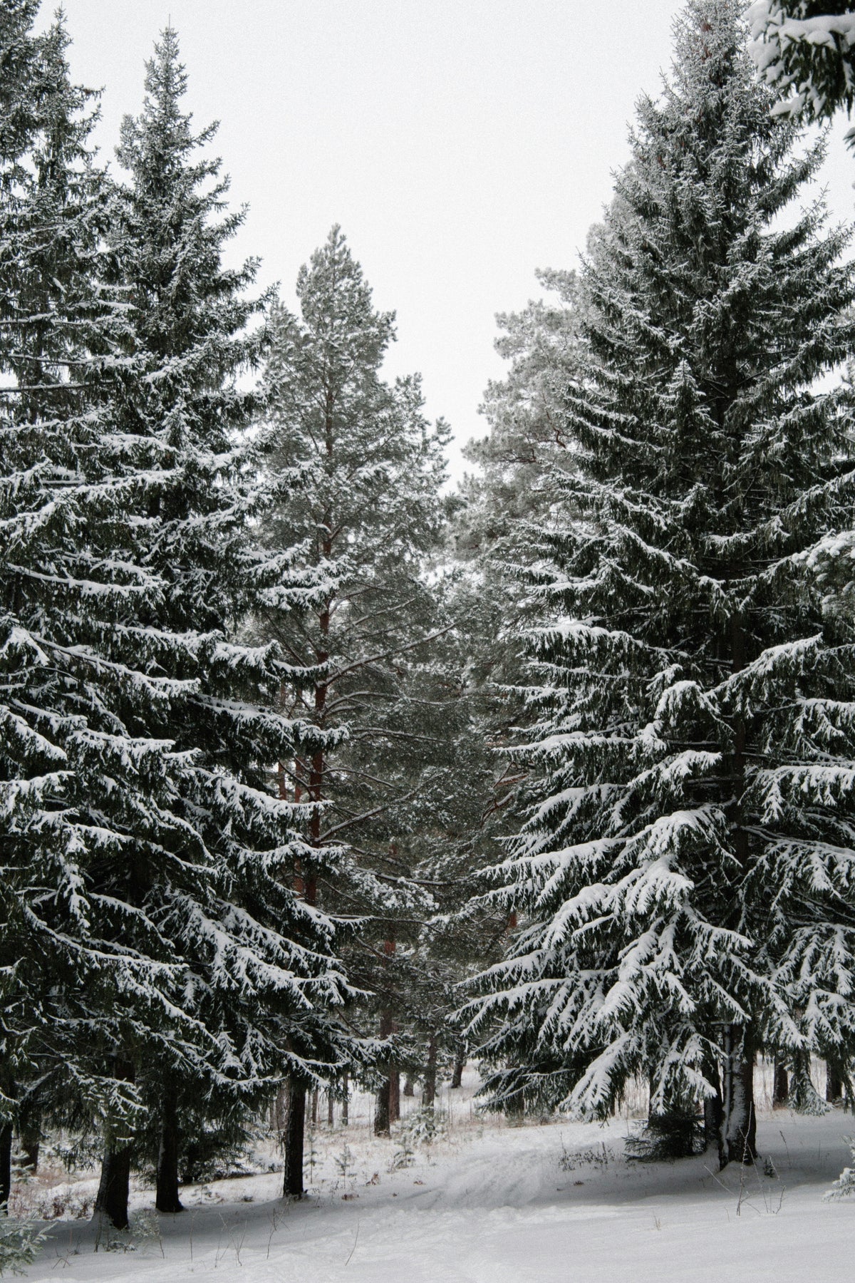 Winter Pine 15.7 oz Liquid Hand Soap